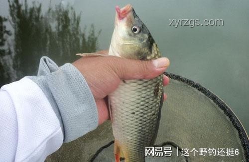 “龙鳞鲤”现象透视水族市场新机遇
